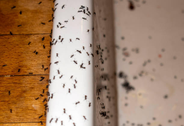 Best Best Pest Control Companies  in Malvern, IA